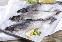 Forelle, frisch (Ostern)