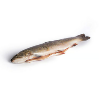 Saibling, frisch (Ostern)