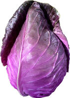 Roter Spitzkohl