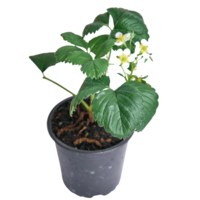 Jungpflanze Erdbeere Korona