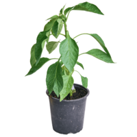 Jungpflanze Chili Lila Luzi (bunt)