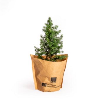 Tisch-Weihnachtsbäumchen