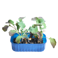 Jungpflanze Brokkoli (8 Pflanzw&uuml;rfel)