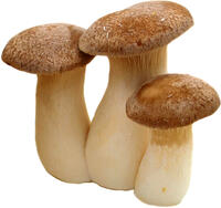 Kr&auml;uterseitling