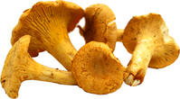 Pfifferlinge