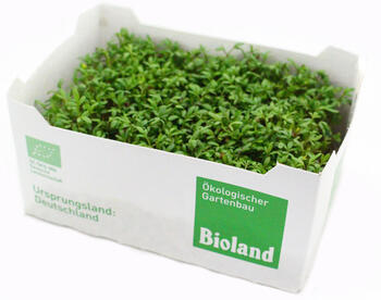 Kresse (in Pappschale)