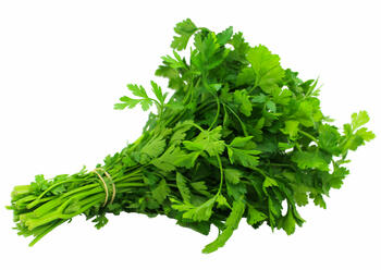 Bund Petersilie glatt