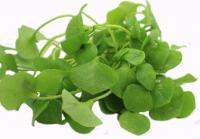 Postelein (Portulak)