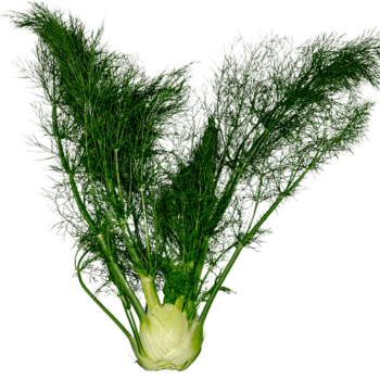 Fenchel mit Gr&uuml;n