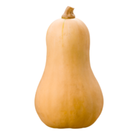 Kürbis Butternut