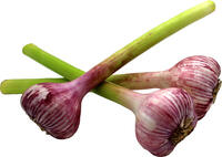 Frischer Knoblauch