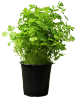 Topf Petersilie (glatt)