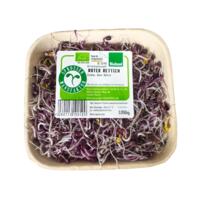 Sprossen - Roter Rettich