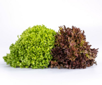 Salat Crispy