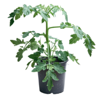 Jungpflanze Kirschtomate Sakura